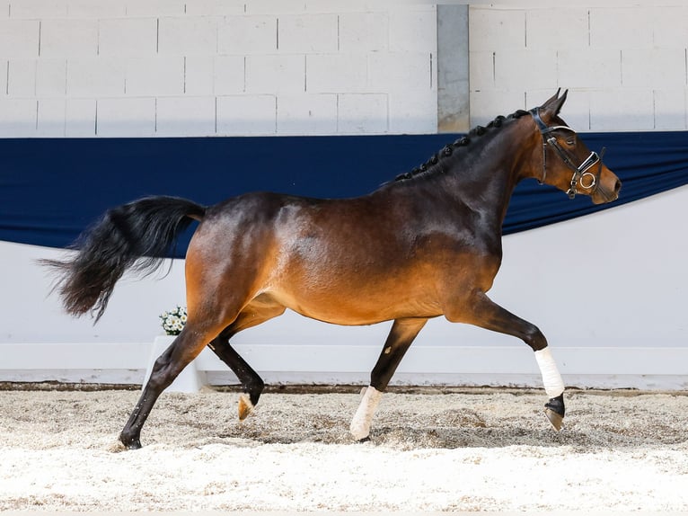 Deutsches Reitpony Stute 3 Jahre 142 cm Brauner in Marsberg