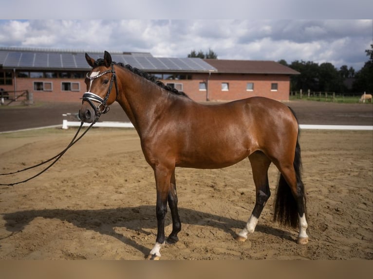 Deutsches Reitpony Stute 3 Jahre 142 cm Brauner in Apen