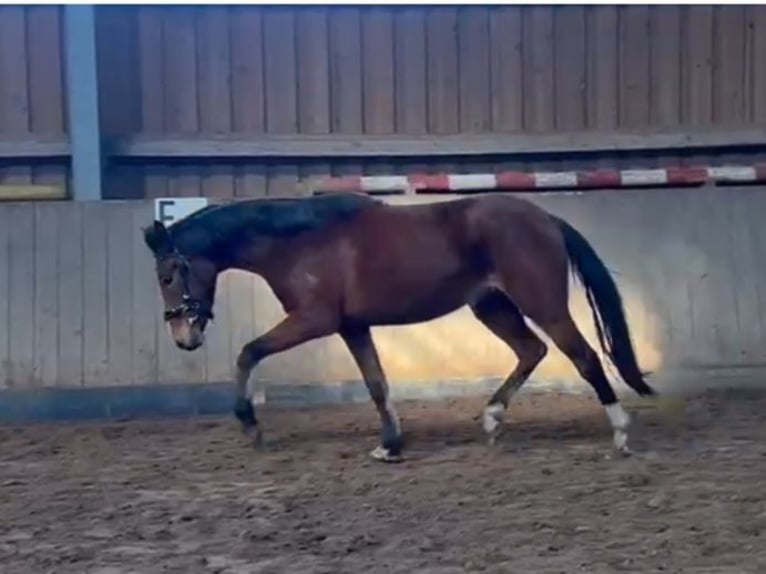 Deutsches Reitpony Stute 3 Jahre 142 cm  in Bennewitz