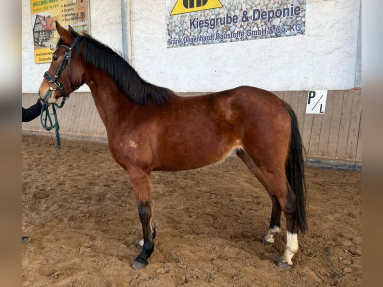 Deutsches Reitpony Stute 3 Jahre 142 cm  in Bennewitz