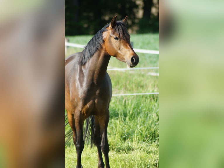 Deutsches Reitpony Stute 3 Jahre 142 cm Dunkelbrauner in Alfhausen