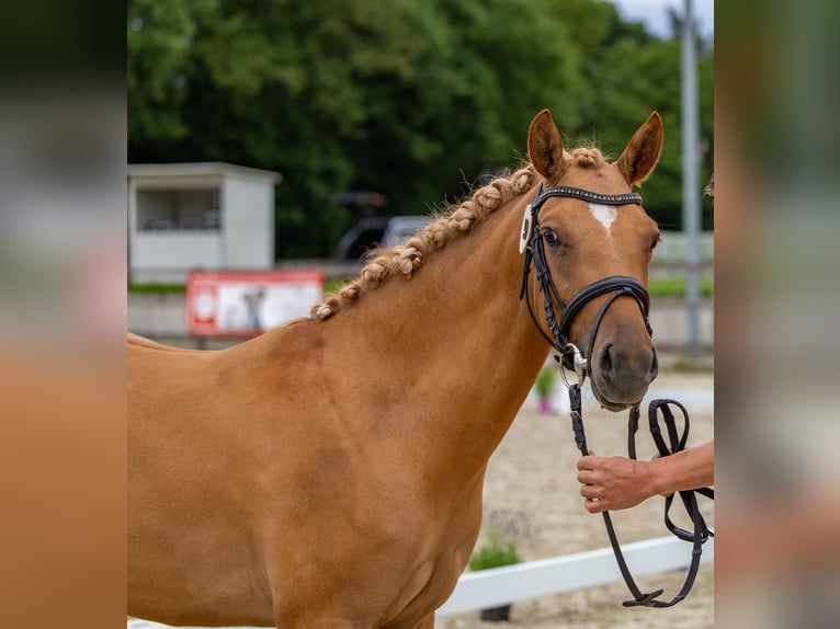Deutsches Reitpony Stute 3 Jahre 142 cm Falbe in Badbergen
