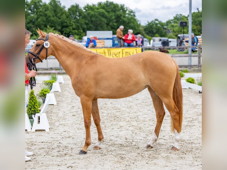 Deutsches Reitpony Stute 3 Jahre 142 cm Falbe in Badbergen