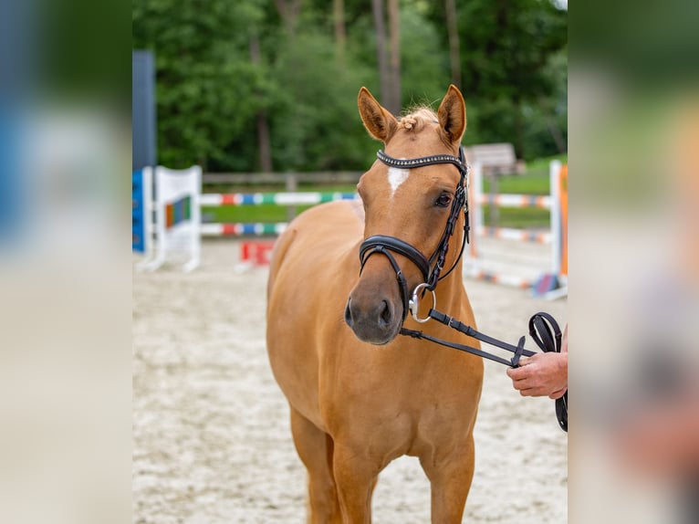 Deutsches Reitpony Stute 3 Jahre 142 cm Falbe in Badbergen