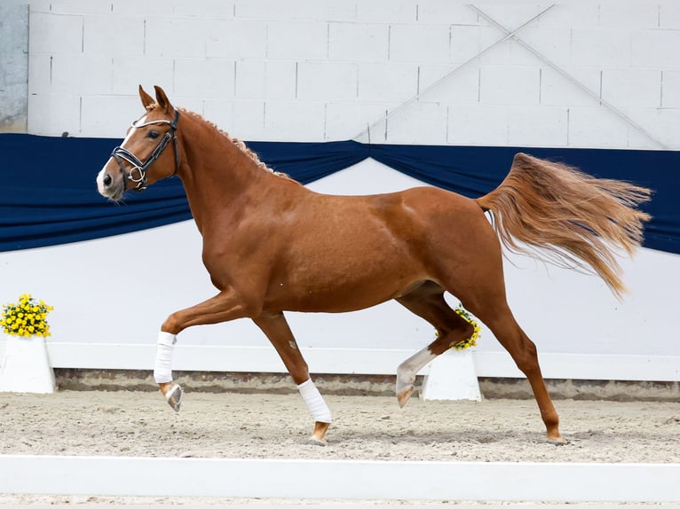 Deutsches Reitpony Stute 3 Jahre 142 cm Fuchs in Marsberg