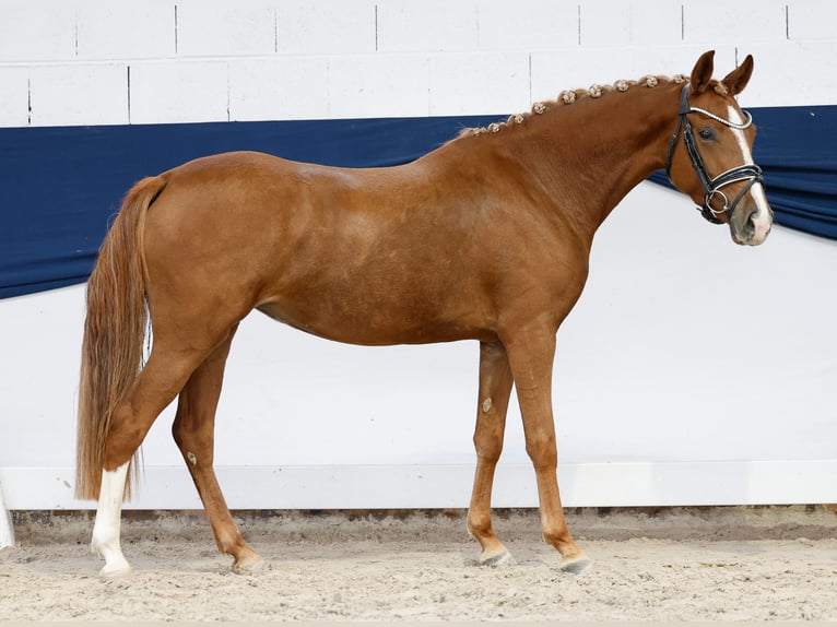 Deutsches Reitpony Stute 3 Jahre 142 cm Fuchs in Marsberg