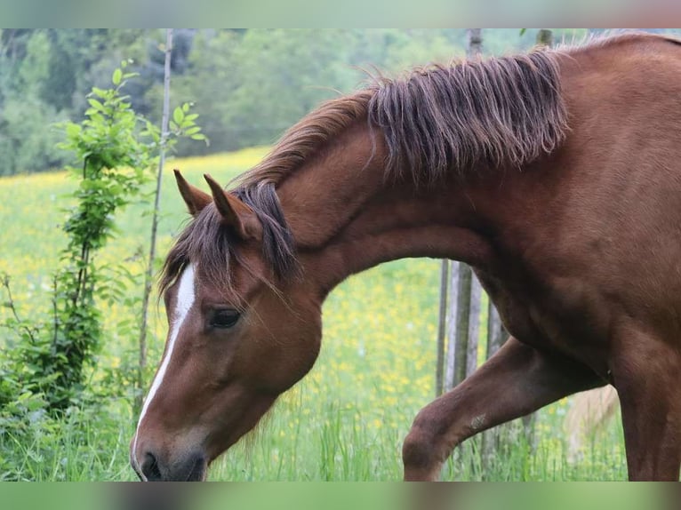 Deutsches Reitpony Stute 3 Jahre 142 cm Fuchs in St.Georgen an der Leys