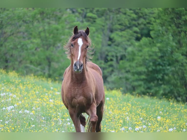 Deutsches Reitpony Stute 3 Jahre 142 cm Fuchs in St.Georgen an der Leys