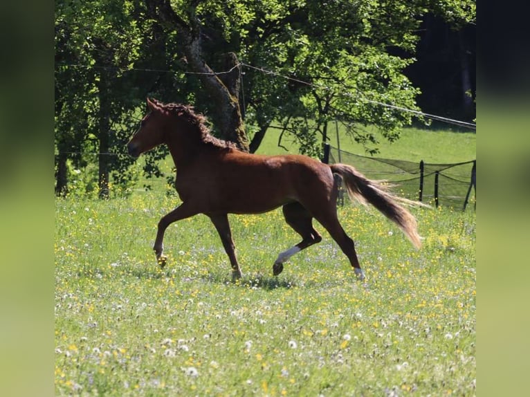 Deutsches Reitpony Stute 3 Jahre 142 cm Fuchs in St.Georgen an der Leys