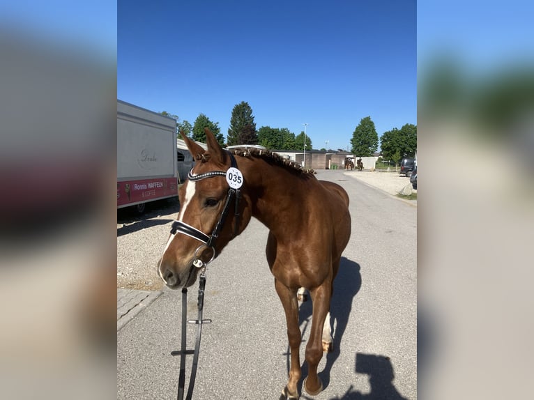 Deutsches Reitpony Stute 3 Jahre 142 cm Fuchs in St.Georgen an der Leys