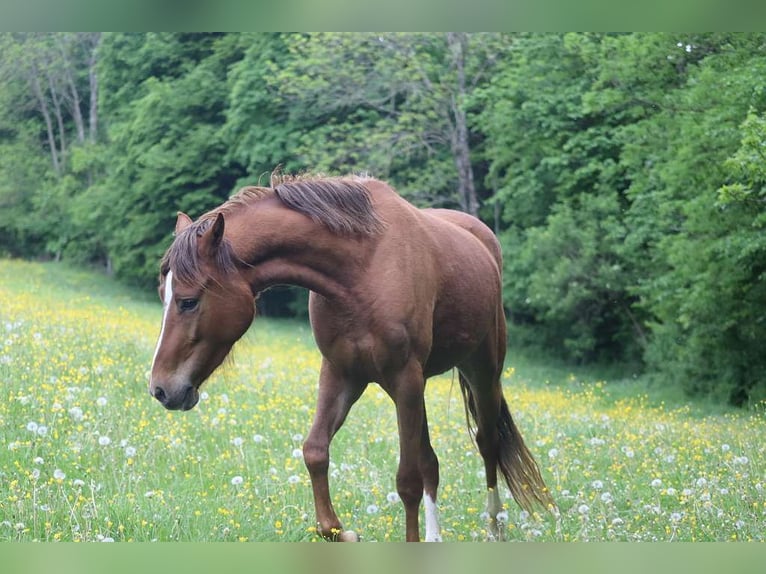 Deutsches Reitpony Stute 3 Jahre 142 cm Fuchs in St.Georgen an der Leys