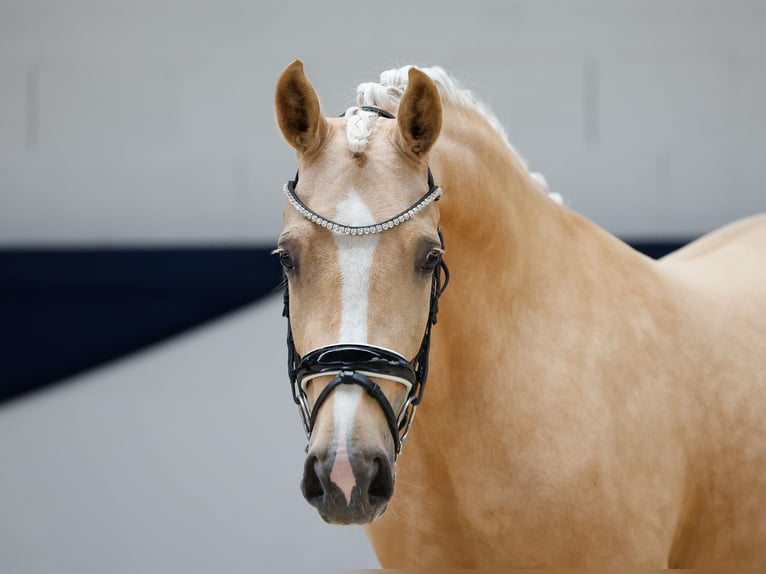 Deutsches Reitpony Stute 3 Jahre 142 cm Palomino in Marsberg