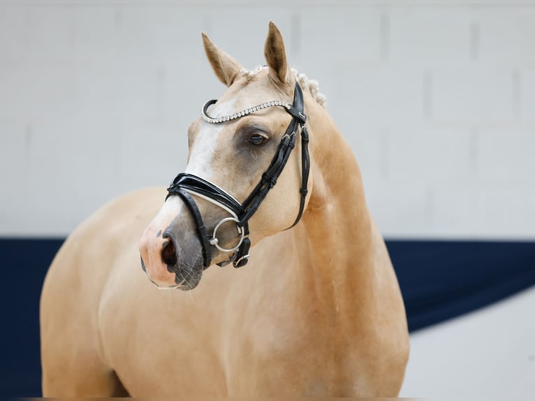 Deutsches Reitpony Stute 3 Jahre 142 cm Palomino in Marsberg