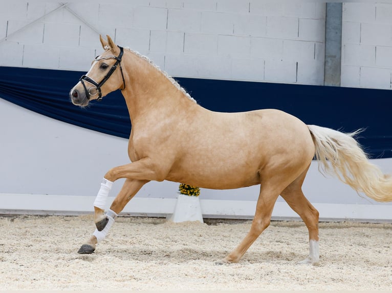 Deutsches Reitpony Stute 3 Jahre 142 cm Palomino in Marsberg