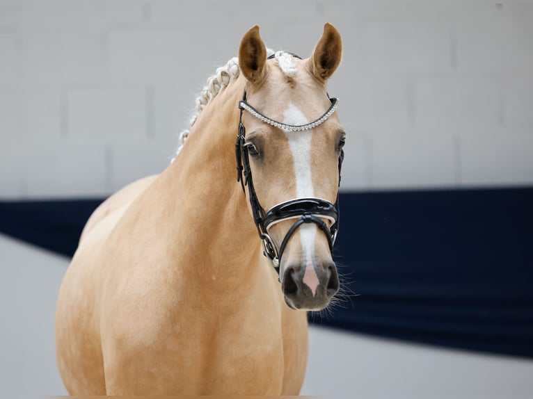 Deutsches Reitpony Stute 3 Jahre 142 cm Palomino in Marsberg