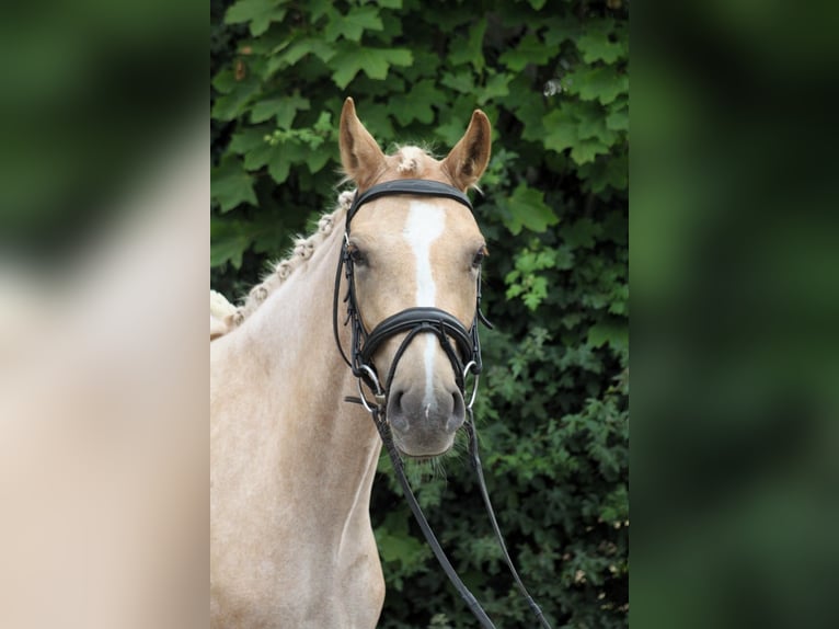 Deutsches Reitpony Stute 3 Jahre 142 cm Palomino in Wunstorf