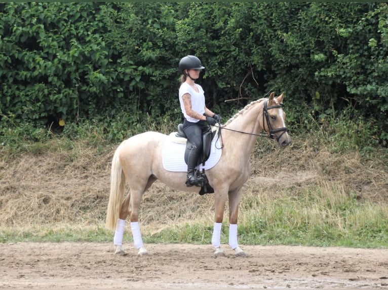 Deutsches Reitpony Stute 3 Jahre 142 cm Palomino in Wunstorf