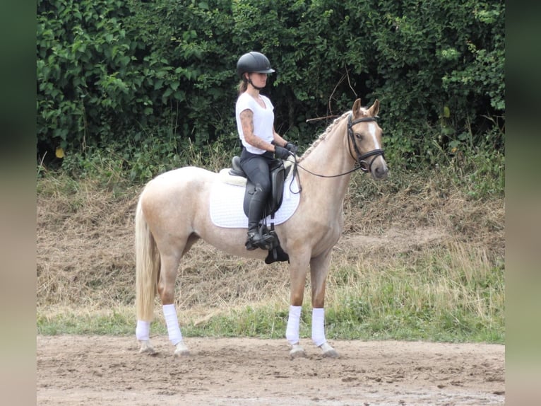 Deutsches Reitpony Stute 3 Jahre 142 cm Palomino in Wunstorf