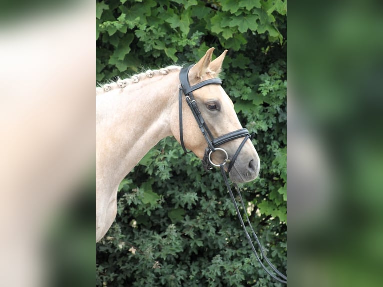 Deutsches Reitpony Stute 3 Jahre 142 cm Palomino in Wunstorf