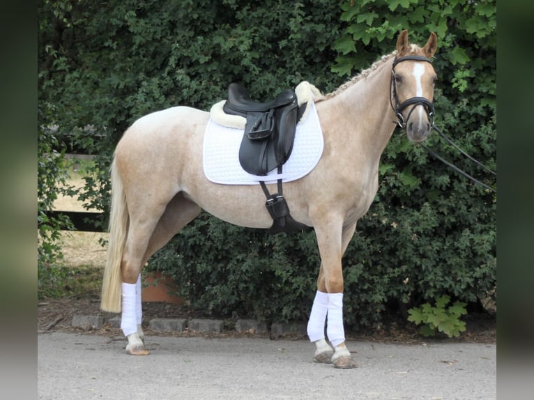 Deutsches Reitpony Stute 3 Jahre 142 cm Palomino in Wunstorf