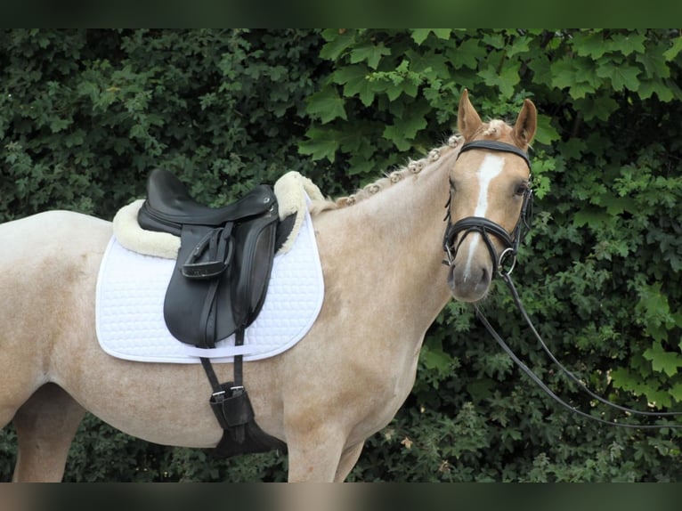 Deutsches Reitpony Stute 3 Jahre 142 cm Palomino in Wunstorf