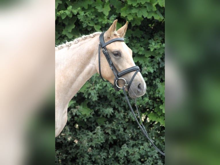 Deutsches Reitpony Stute 3 Jahre 142 cm Palomino in Wunstorf