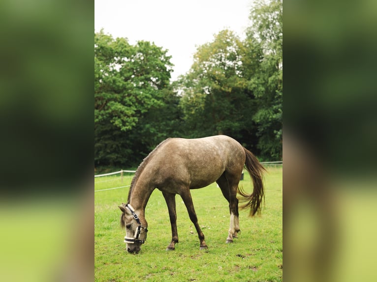 Deutsches Reitpony Stute 3 Jahre 142 cm Rotschimmel in Uplengen