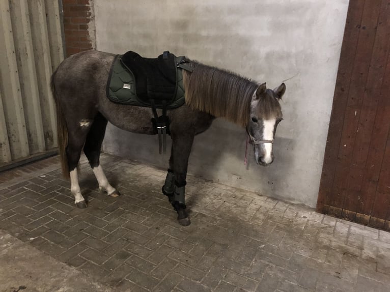 Deutsches Reitpony Stute 3 Jahre 142 cm Rotschimmel in Uplengen