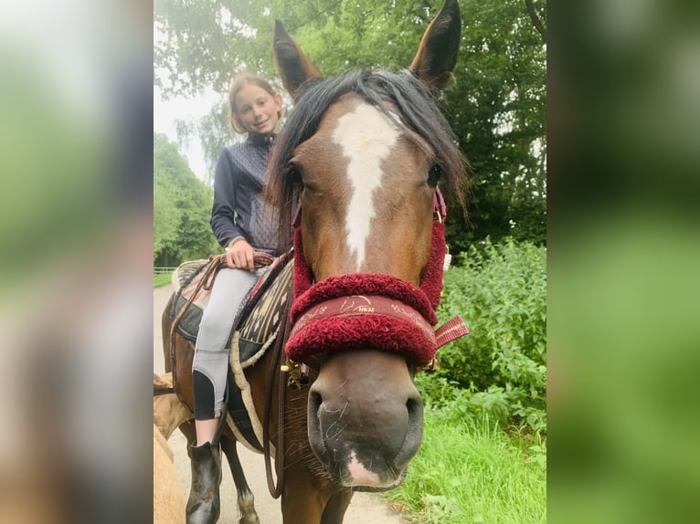 Deutsches Reitpony Mix Stute 3 Jahre 143 cm Brauner in GangeltSelfkant