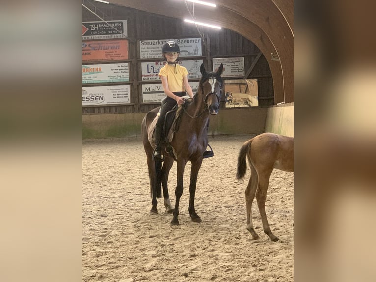 Deutsches Reitpony Mix Stute 3 Jahre 143 cm Brauner in GangeltSelfkant