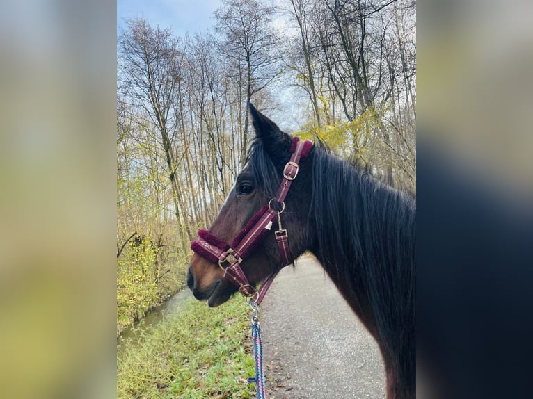 Deutsches Reitpony Mix Stute 3 Jahre 143 cm Brauner in GangeltSelfkant