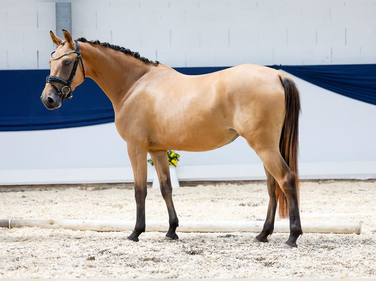 Deutsches Reitpony Stute 3 Jahre 143 cm Buckskin in Marsberg