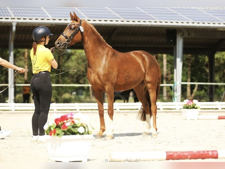 Deutsches Reitpony Stute 3 Jahre 143 cm Dunkelfuchs in H&#xE4;nigsen