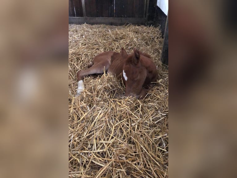 Deutsches Reitpony Stute 3 Jahre 143 cm Dunkelfuchs in H&#xE4;nigsen