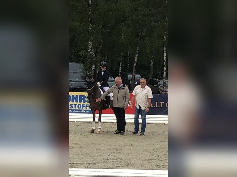 Deutsches Reitpony Stute 3 Jahre 143 cm Dunkelfuchs in H&#xE4;nigsen