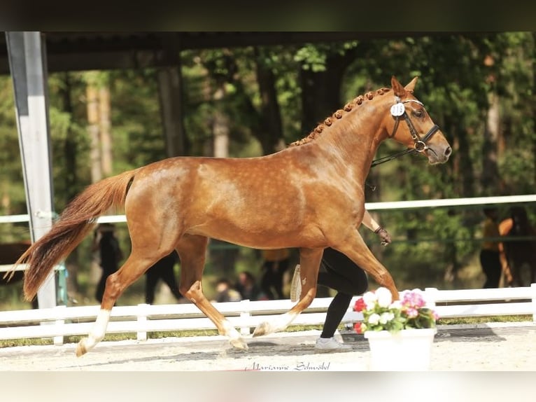 Deutsches Reitpony Stute 3 Jahre 143 cm Dunkelfuchs in H&#xE4;nigsen