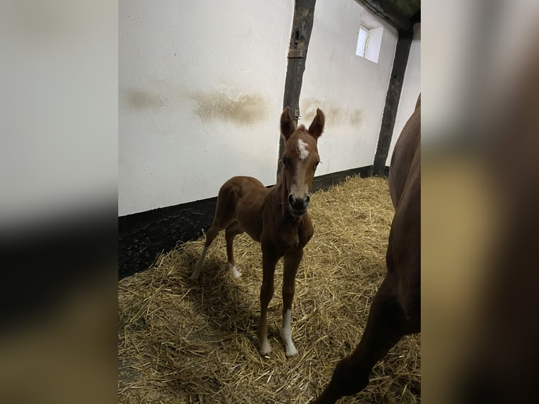 Deutsches Reitpony Stute 3 Jahre 143 cm Dunkelfuchs in H&#xE4;nigsen