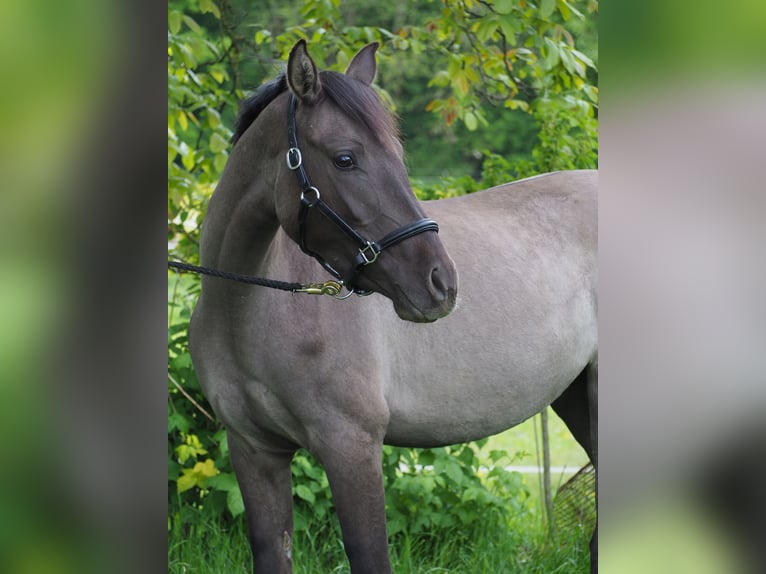 Deutsches Reitpony Stute 3 Jahre 143 cm Falbe in Wolferstadt
