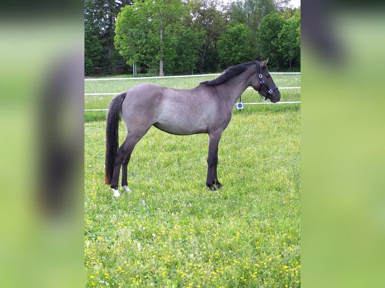Deutsches Reitpony Stute 3 Jahre 143 cm Falbe in Wolferstadt