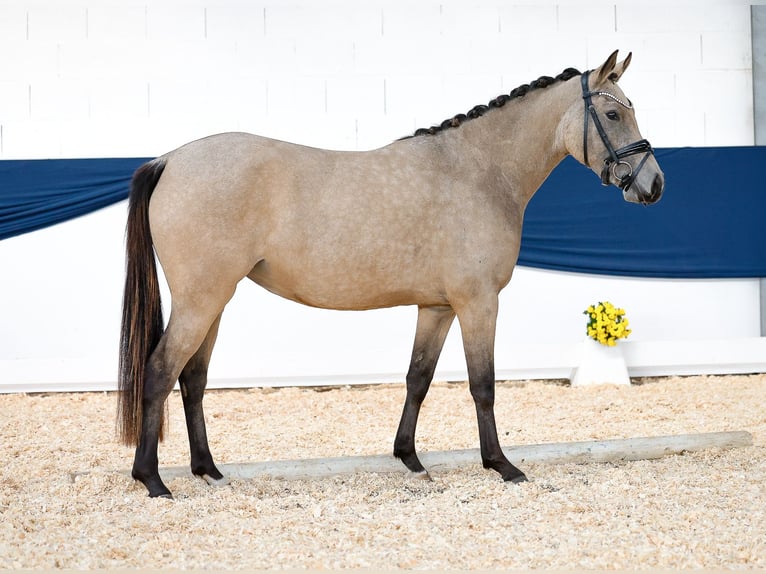 Deutsches Reitpony Stute 3 Jahre 143 cm Falbe in Marsberg