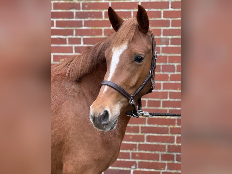 Deutsches Reitpony Stute 3 Jahre 143 cm Fuchs in Ankum