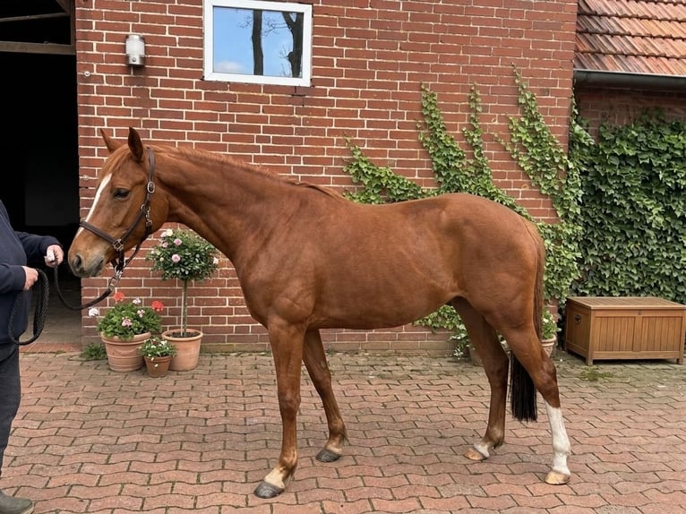 Deutsches Reitpony Stute 3 Jahre 143 cm Fuchs in Ankum