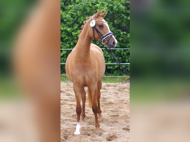 Deutsches Reitpony Stute 3 Jahre 143 cm Fuchs in Velpke