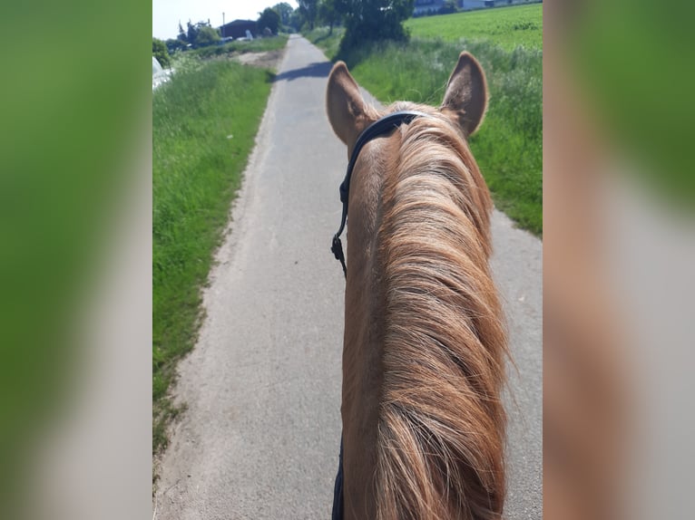 Deutsches Reitpony Stute 3 Jahre 143 cm Fuchs in Velpke