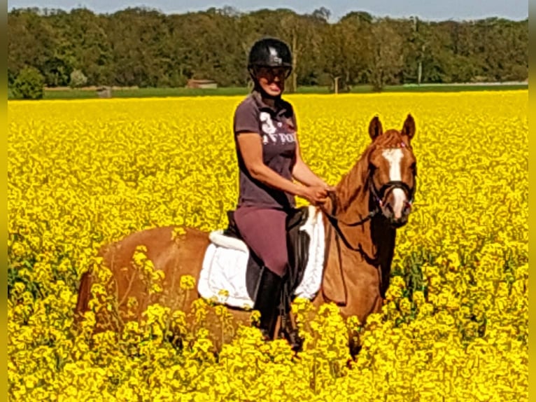 Deutsches Reitpony Stute 3 Jahre 143 cm Fuchs in Velpke