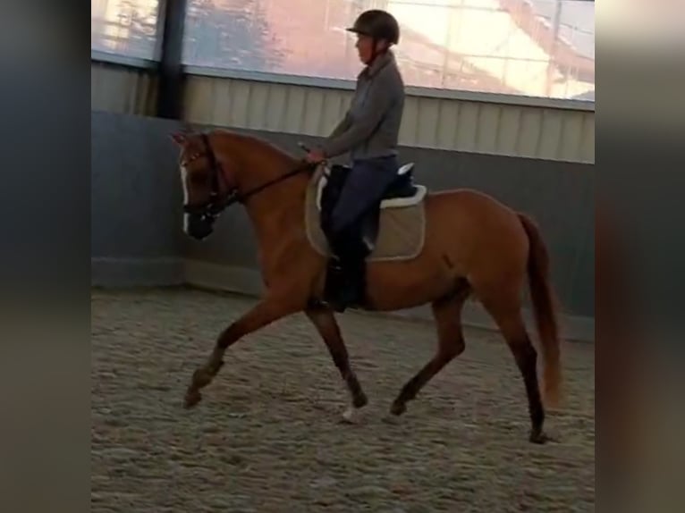 Deutsches Reitpony Stute 3 Jahre 143 cm Fuchs in Velpke