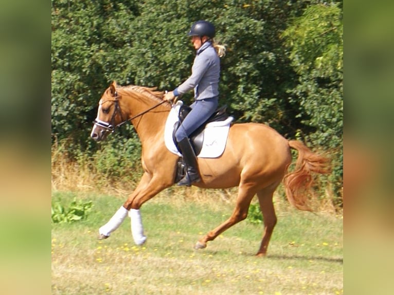 Deutsches Reitpony Stute 3 Jahre 143 cm Fuchs in Velpke