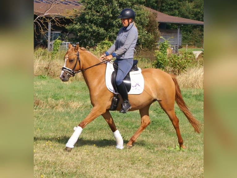 Deutsches Reitpony Stute 3 Jahre 143 cm Fuchs in Velpke