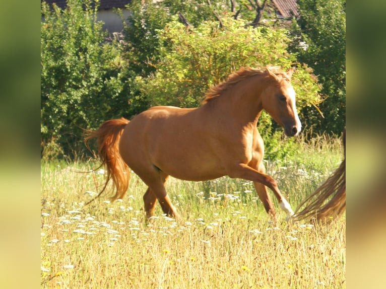 Deutsches Reitpony Stute 3 Jahre 143 cm Fuchs in Velpke