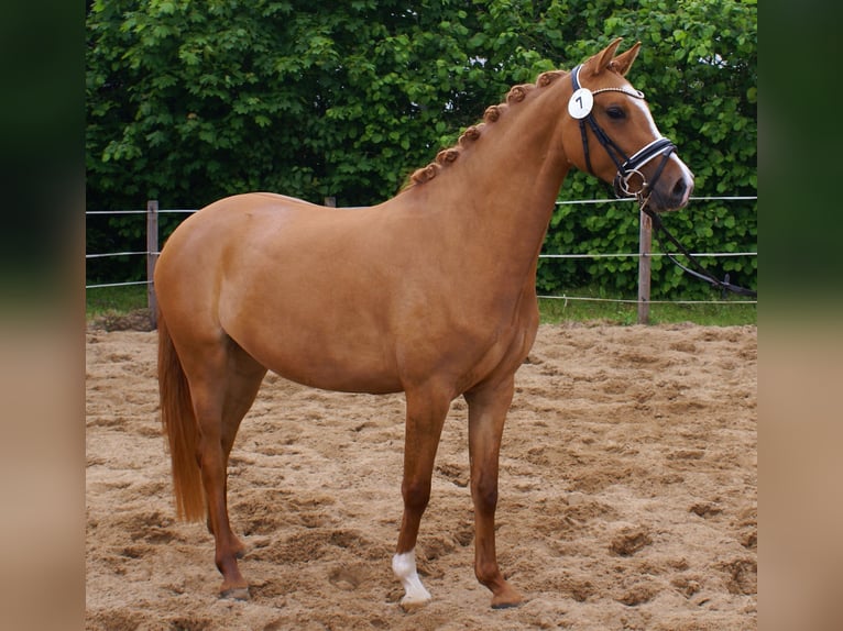 Deutsches Reitpony Stute 3 Jahre 143 cm Fuchs in Velpke